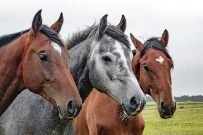Πως τα άλογα δρουν θεραπευτικά